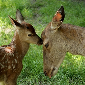Fotos Tragetasche - Love oder mit Eigenem Foto