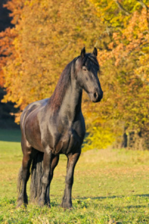 Bild auf Tragetasche - Friese Im Herbst oder mit Eigenem Foto