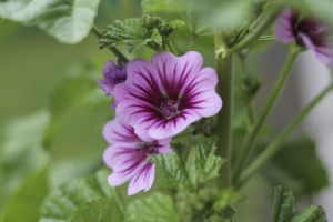 Foto Tragetasche - Malve-Blüte oder mit Eigenem Foto