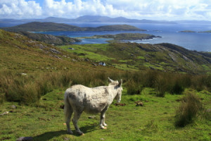 Motiv als Tragetasche - Kenmare Bay oder mit Eigenem Foto
