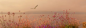 Fotos Tragetasche - Blumen Am Bodensee Mit Textur oder mit Eigenem ...