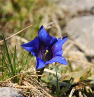 Wunschmotiv als Tragetasche - Alpenenzian oder mit Eigenem Foto