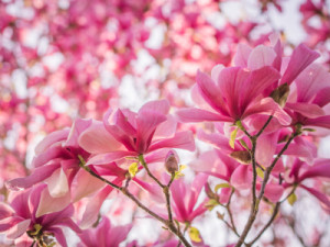 Foto Tragetasche - Magnolien Blüten 4 oder mit Eigenem Foto