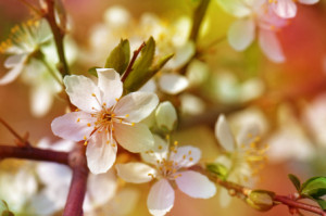 Wunschbild auf Tragetasche - Frühlingsblüten oder mit Eigenem Foto