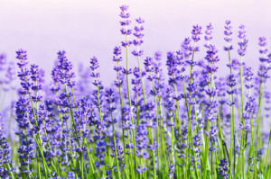 Wunschbild als Tragetasche - Lavendel oder mit Eigenem Foto
