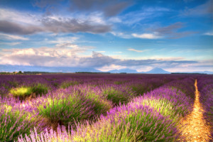 Wunschbild auf Tragetasche - Endlose Lavendelfelder In Der Provence...