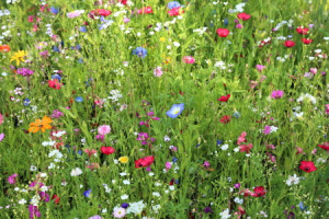 Wunschbild Tragetasche - Blumenwiese oder mit Eigenem Foto