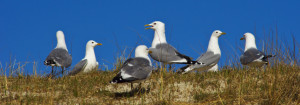 Foto Tragetasche - Möwen - Insel Amrum oder mit Eigenem Foto