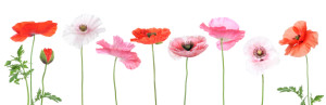 Wunschmotiv Tragetasche - Mohnblumen oder mit Eigenem Foto