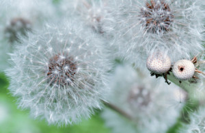Bilder Tragetasche - Pusteblumen oder mit Eigenem Foto