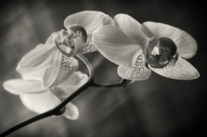 Bild auf Tragetasche - Orchidee oder mit Eigenem Foto