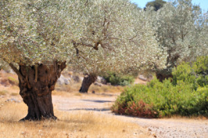 Wunschmotiv Tragetasche - Olivenbäume oder mit Eigenem Foto