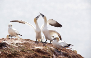 Wunschmotiv Tragetasche - Basstölpel Auf Helgoland oder mit Eigenem...