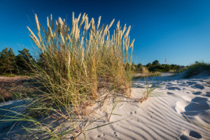 Bilder Tragetasche - Gras In Den Dünen Von Darß oder mit Eigenem Fo...