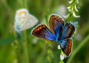 Bilder Tragetasche - Schmetterlinge Bokeh oder mit Eigenem Foto