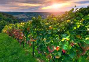 Motiv auf Tragetasche - Weinberg oder mit Eigenem Foto