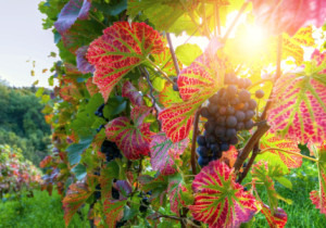 Bild Tragetasche - Weinrebe oder mit Eigenem Foto