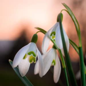 Wunschbild Tragetasche - Frühlingsabend oder mit Eigenem Foto