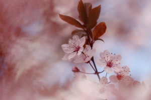Foto Tragetasche - Zierpflaumenbaum Kirschpflaume Prunus Cerasifera...