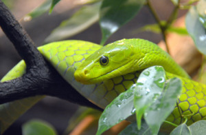 Wunschmotiv auf Tragetasche - Grüne Mamba oder mit Eigenem Foto