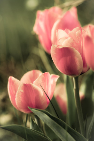 Foto Tragetasche - Frühling oder mit Eigenem Foto