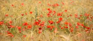 Wunschmotiv auf Tragetasche - Mohn-Feld oder mit Eigenem Foto