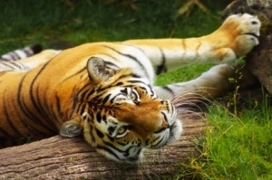 Foto Tragetasche - Tiger oder mit Eigenem Foto