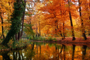Motiv Tragetasche - Herbst Im Park oder mit Eigenem Foto