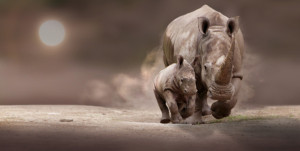 Motiv als Tragetasche - Rhino Speed oder mit Eigenem Foto