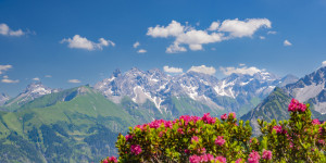 Foto auf Tragetasche - Alpenrosenblüte Allgäu oder mit Eigenem Foto