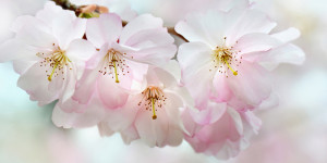 Tragetasche - Kirschblüten oder mit Eigenem Foto