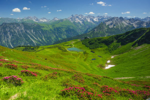 Wunschbild als Tragetasche - Alpenrosenblüte oder mit Eigenem Foto