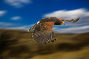 Motiv als Tragetasche - Greifvogel Im Flug oder mit Eigenem Foto