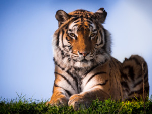 Wunschmotiv auf Tragetasche - Sibirischer Tiger oder mit Eigenem Foto