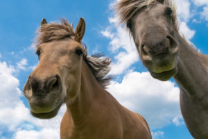 Bild auf Tragetasche - Crazy Horses oder mit Eigenem Foto