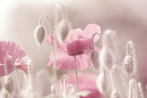 Wunschmotiv auf Tragetasche - Mohnblumen Liebe oder mit Eigenem Foto