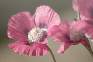 Fotos Tragetasche - Rosa Mohnblumen oder mit Eigenem Foto