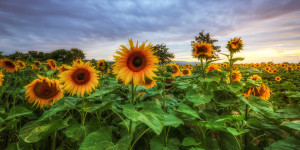 Bild auf Tragetasche - Sonnenblumen oder mit Eigenem Foto