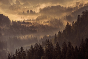 Motiv als Tragetasche - Schwarzwald Im Licht Und Nebel oder mit Eig...