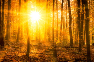 Wunschbild Tragetasche - Goldener Herbst Im Wald oder mit Eigenem Foto