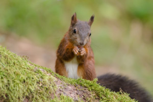 Foto Tragetasche - Futterndes Eichhörnchen oder mit Eigenem Foto