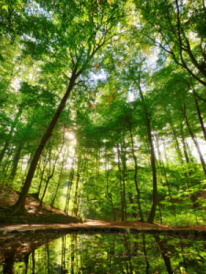 Bilder Tragetasche - Teichgrundquelle In Der Dresdner Heide oder mi...