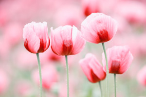 Wunschbild als Tragetasche - Fünf Mohnblüten oder mit Eigenem Foto