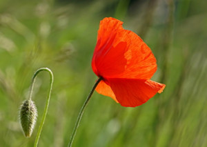 Wunschbild als Tragetasche - Poppy oder mit Eigenem Foto