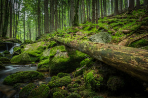 Motiv auf Tragetasche - Grüner Wald Idylle Mit Bach oder mit Eigene...
