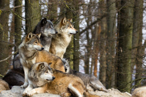 Wunschmotiv als Tragetasche - Wolfsrudel oder mit Eigenem Foto