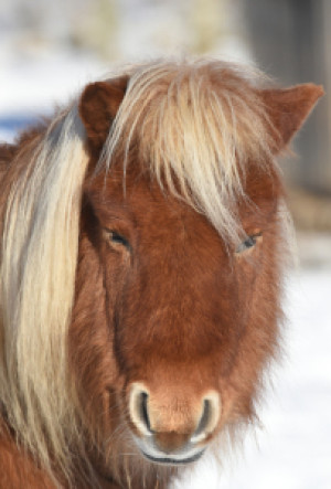 Wunschbild Tragetasche - Shetlandpony oder mit Eigenem Foto