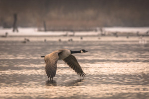 Motiv Tragetasche - Kanadagans Im Flug oder mit Eigenem Foto