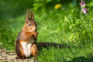 Bild auf Tragetasche - Eichhörnchen Im Gras Des Frühlings oder mit ...