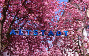 Bild Tragetasche - Bonner Kirschblüten oder mit Eigenem Foto
